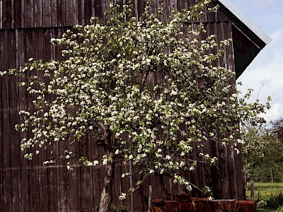 Garten Tagestipp 21 Mai: Alte Obstsorten wieder entdecken