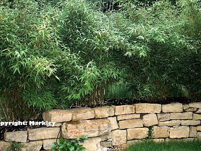 Garten Tagestipp 6 August: Bambus düngen