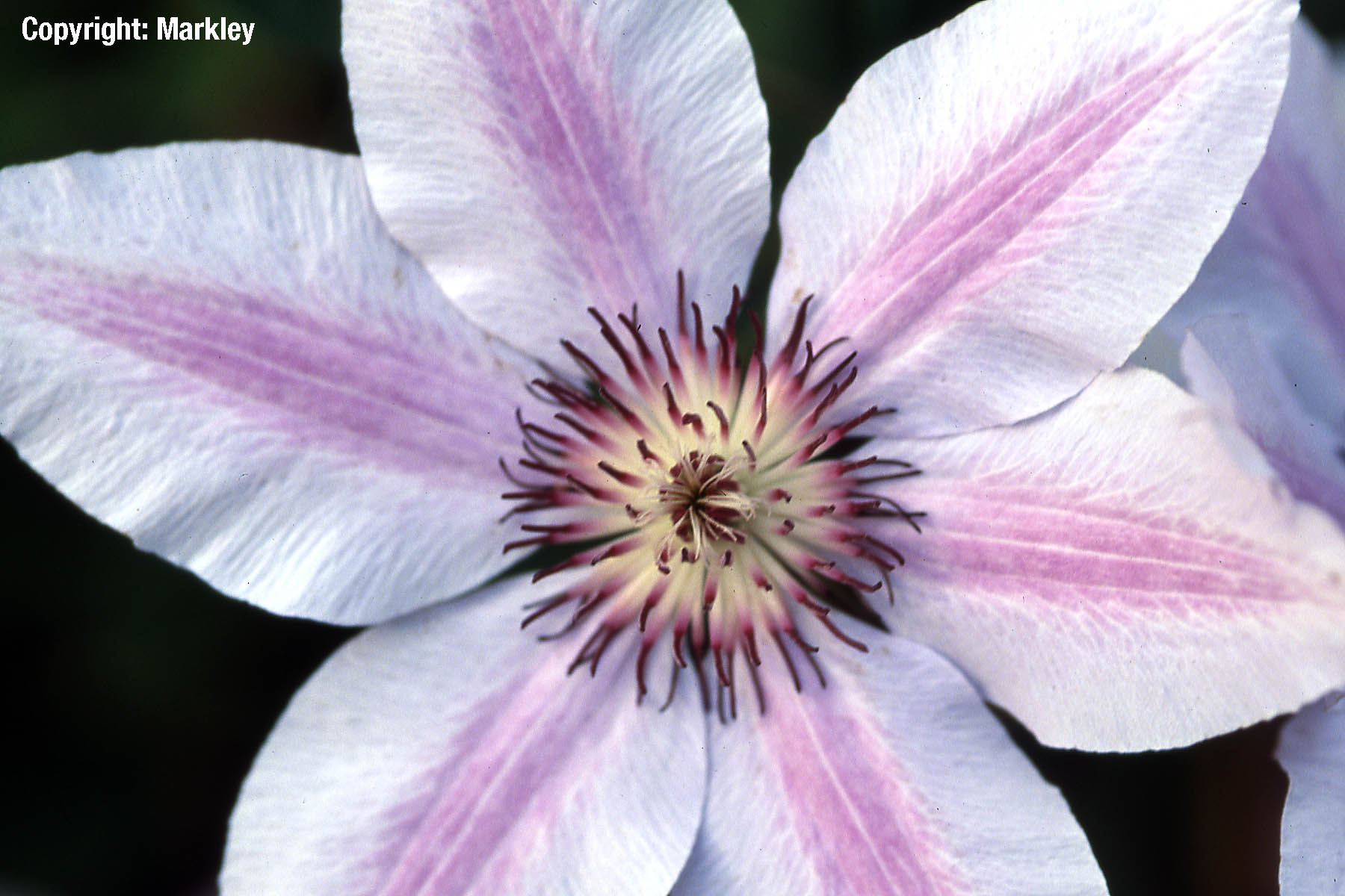 Großblumige Clematis 'Nelly Moser'