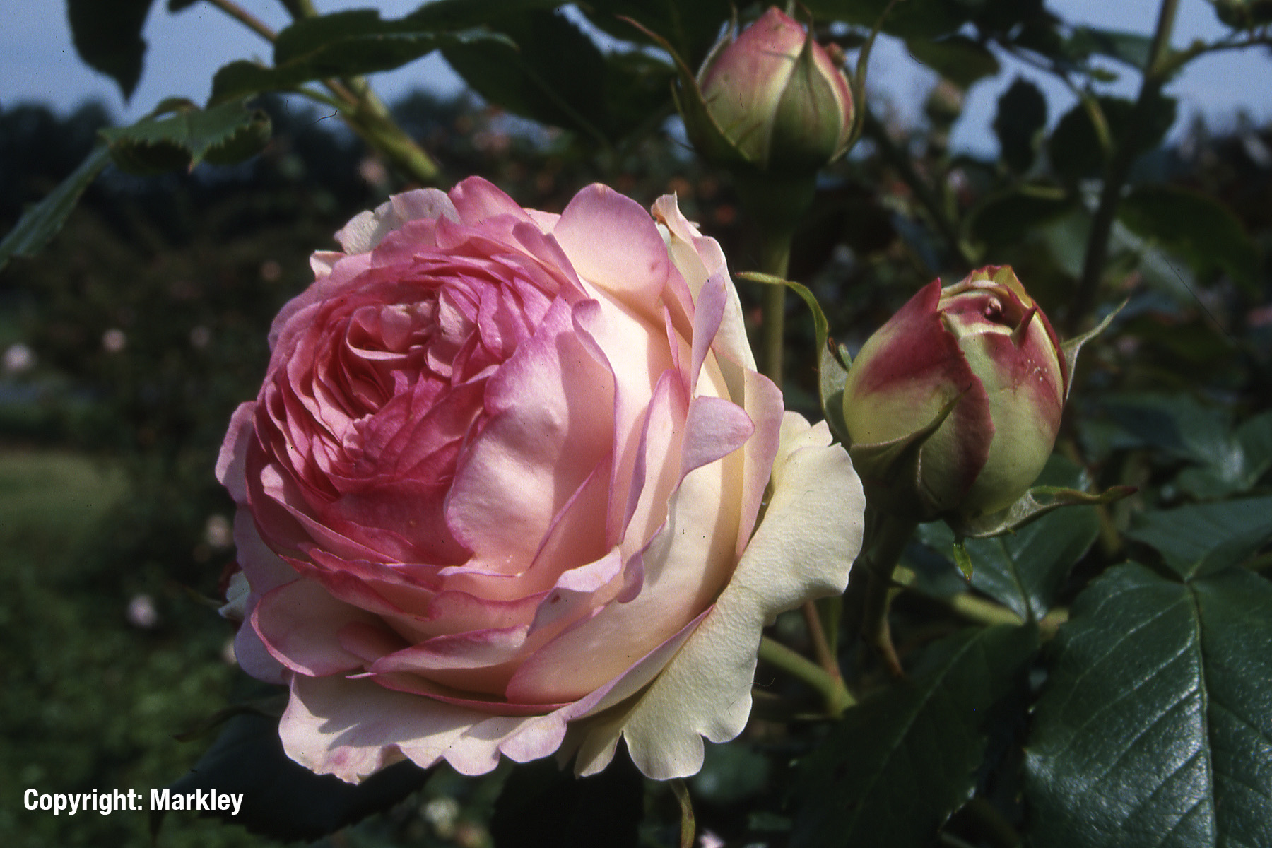 Strauchrose 'Eden Rose 85' -R-